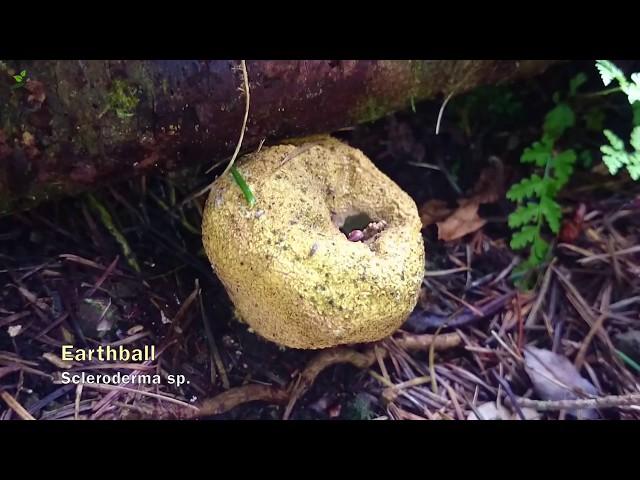 Earthball releasing spores