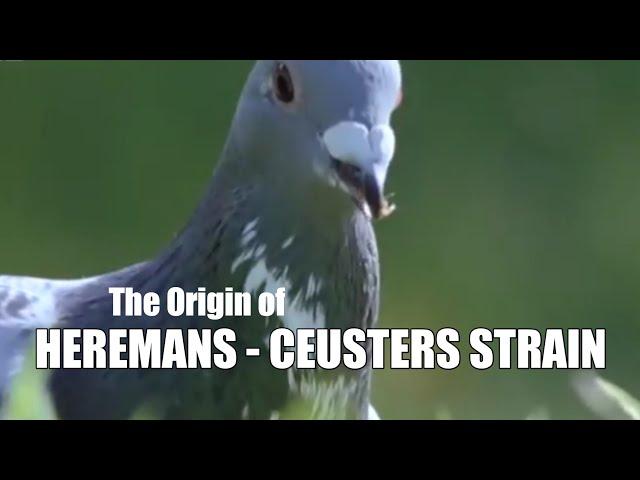 The Origin of Combination Heremans - Ceusters Strain