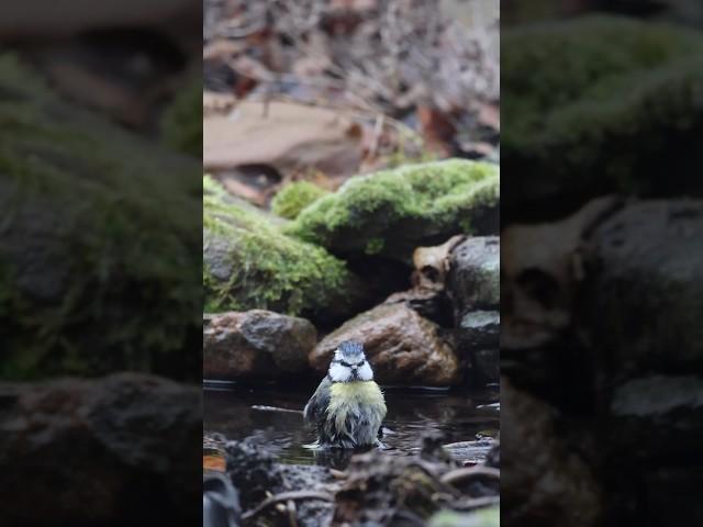 Badetag bei den Blaumeisen 🪿 | : Bird-wash: Time for a bath