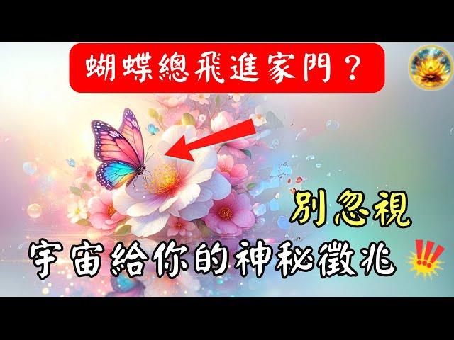 家中突然飛進一隻蝴蝶？這不是巧合，而是宇宙給你的神秘暗示！99%的人沒發現這背後的靈性意義 【宸辰的分享天地】