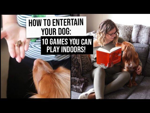 10 Games to Play with Your Dog (indoors!) | How to Entertain Your Dog | xameliax