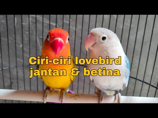 Ciri-ciri lovebird jantan dan betina