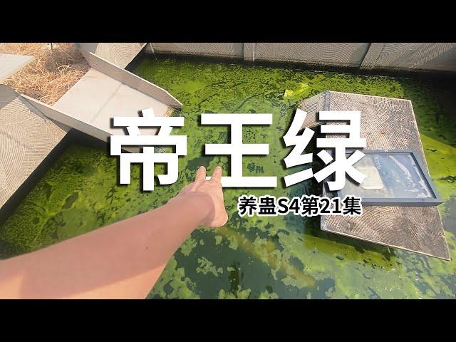 满绿！蛊池开出帝王绿！养蛊S4第21集