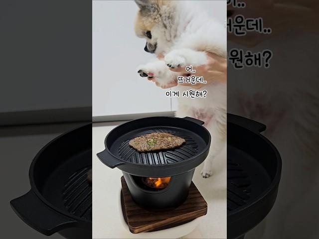 고깃집 테이블을 집에 두었더니, 어디서 맛있는 냄새가ㅋㅋ  #dogshorts #funny #강아지 #포메라니안 #깃털유머