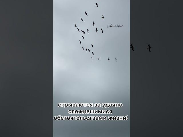 Мысль из моей книги «Духовный дневник Ana Neat». Приобрести книгу - пишите в комментариях. #ananeat