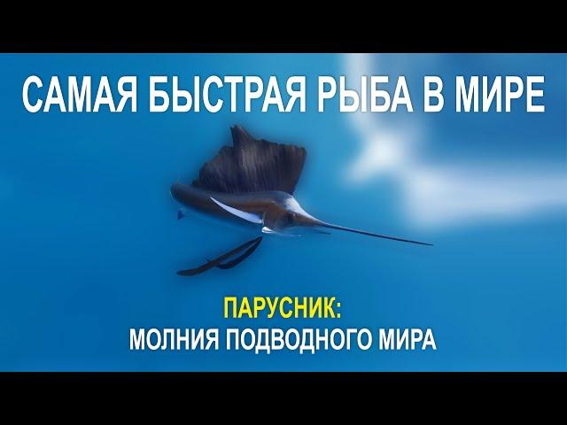 ПАРУСНИК МОЛНИЯ ПОДВОДНОГО МИРА, САМАЯ БЫСТРАЯ РЫБА В МИРЕ