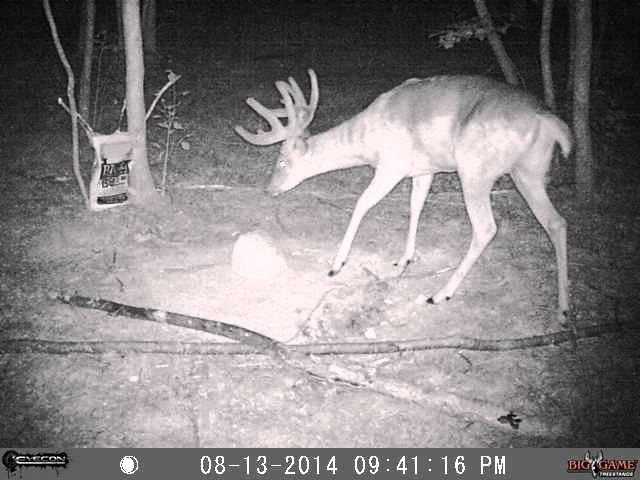 Big & J cube attracts nice bucks