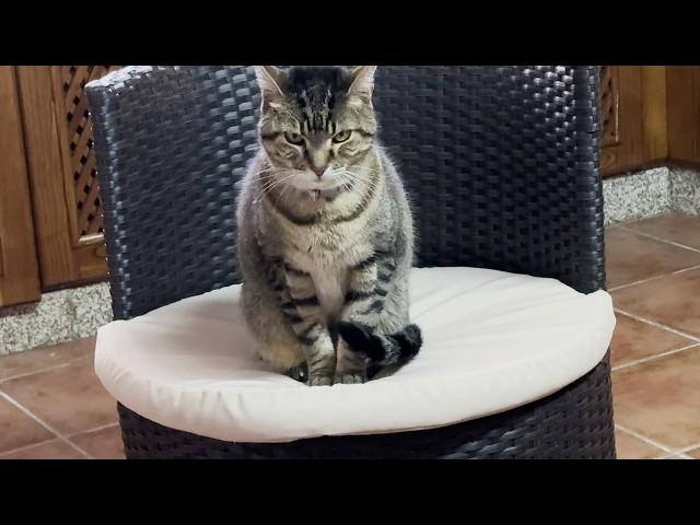 I adopted an 100% wild cat. Nobody's seen a cat do this before, so i had to film to prove it