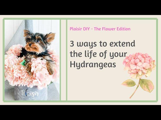 The truth about Hydrangea care and what you've been doing wrong!