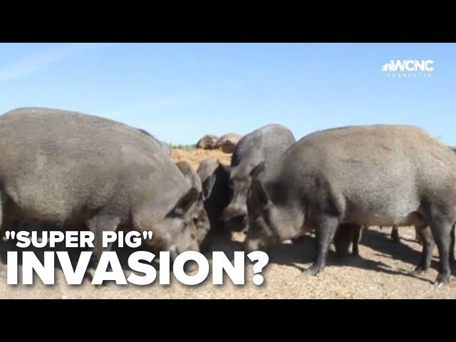 Canadian super pig invasion?