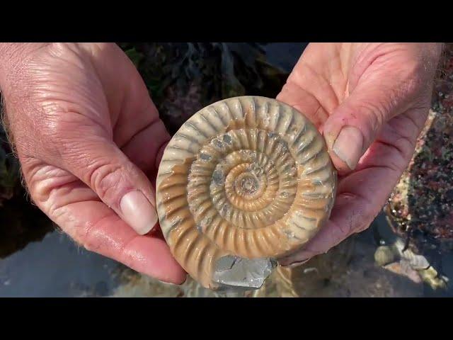 Fossil Hunting At Lyme Regis Beach In Dorset - Jurassic Coast, UK