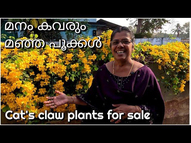 Cat's claw plants caring and sale of plants