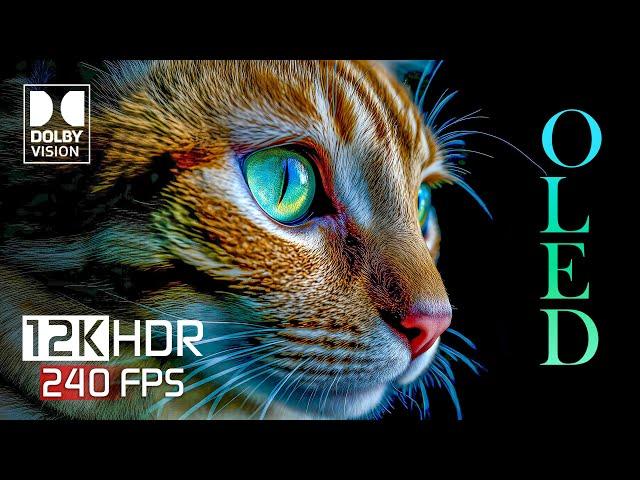 12K Video ULTRA HD 240 FPS - Best OLED Dolby Vision 12K HDR