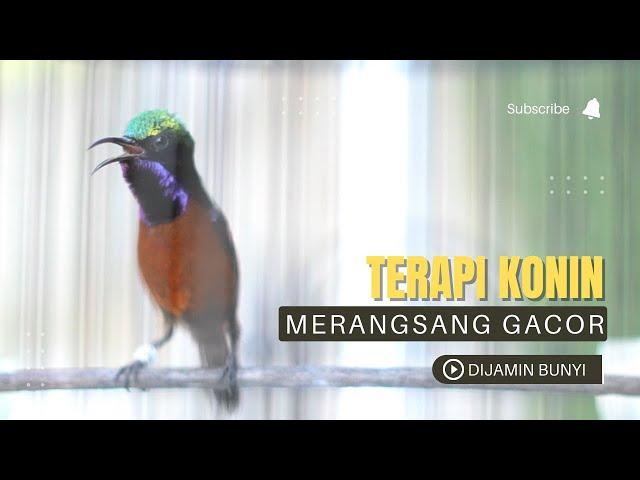 terapi kolibri ninja cepat bongkar isian