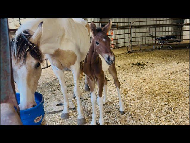 LIVE With Our Brand New Foal!