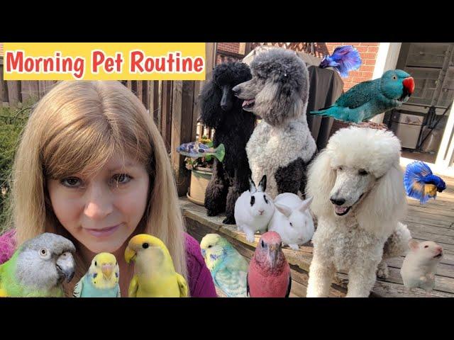 Morning Routine with my Pets | Feeding my Pets Breakfast