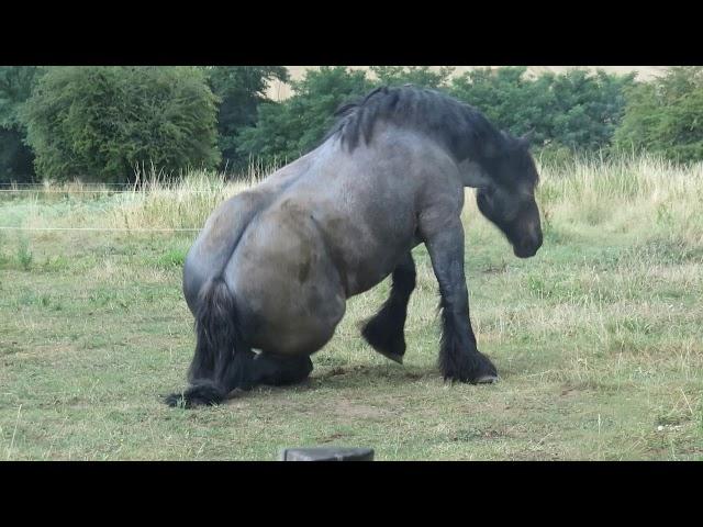 Cheval de trait belge 13.