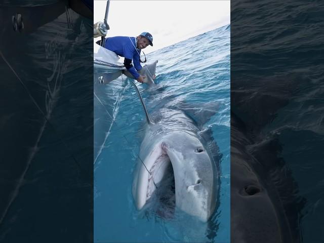 MASSIVE 1000lb Tiger Shark