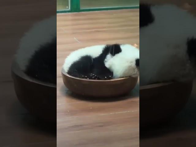 一碗妹猪想端走 #panda#大熊猫 #熊猫 #giantpanda #pandachina #pandas #大熊猫妹猪 #熊猫宝宝 #cutepanda #国宝熊猫 #国宝大熊猫 #国宝不愧是国宝