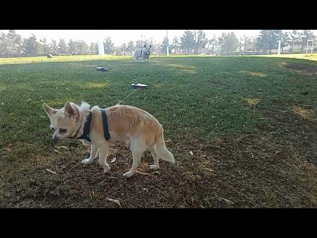 Peanut and Snowflake Chihuahua at the Park