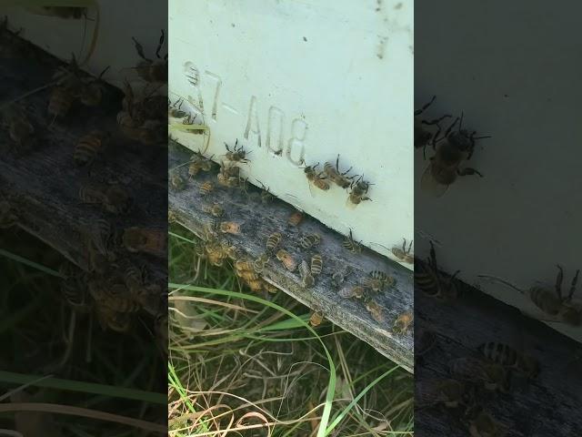 Texas Heat: Sun vs  Shade for Single Story Hives