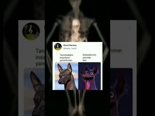 İnstagram - Twitter video #208 #tiktok #twitter #akımı