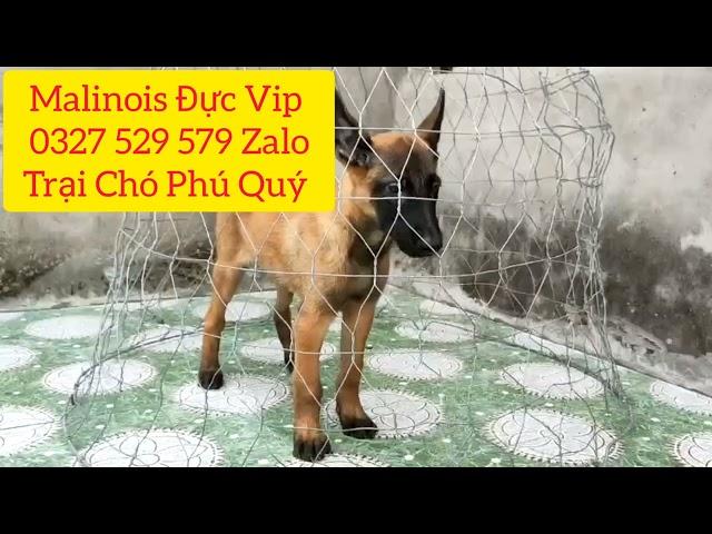 Malinois Đực Thuần Chủng Dòng Châu Âu | Trại Chó Phú Quý | Liên Hệ 0327 529 579