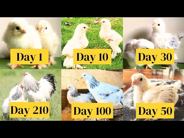Gallinas Brahma Chicken Growth Time Lapse from Chick Growth Day by Day to Brahma Murgi and Rooster