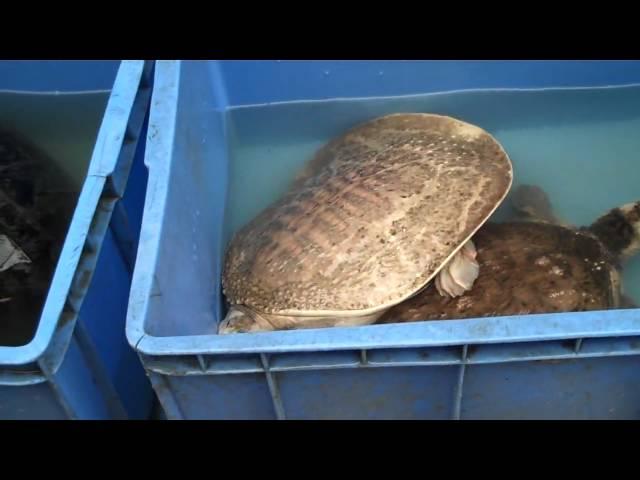 Turtle Market in China