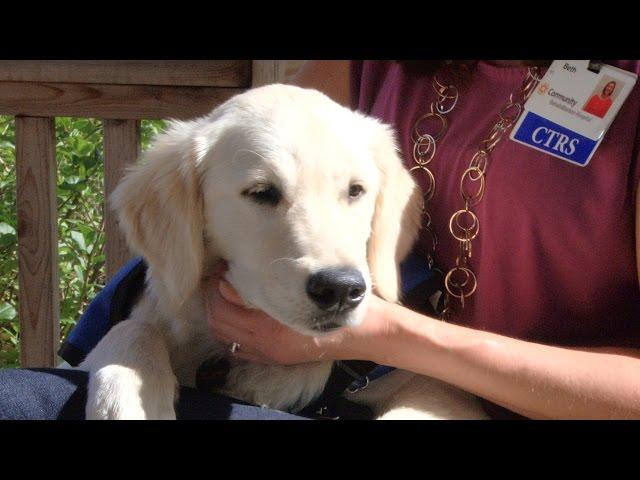 Meet Ogle, Therapy Dog in Training - Community Rehab Hospital