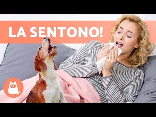 I CANI SENTONO LA MORTE delle persone?  Ecco come reagiscono e avvisano!