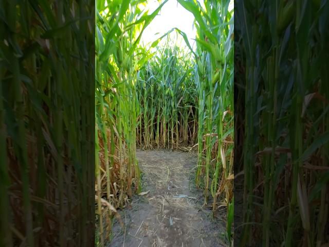 Corn Maze, Okanagan Falls, BC #halloween #maze #family