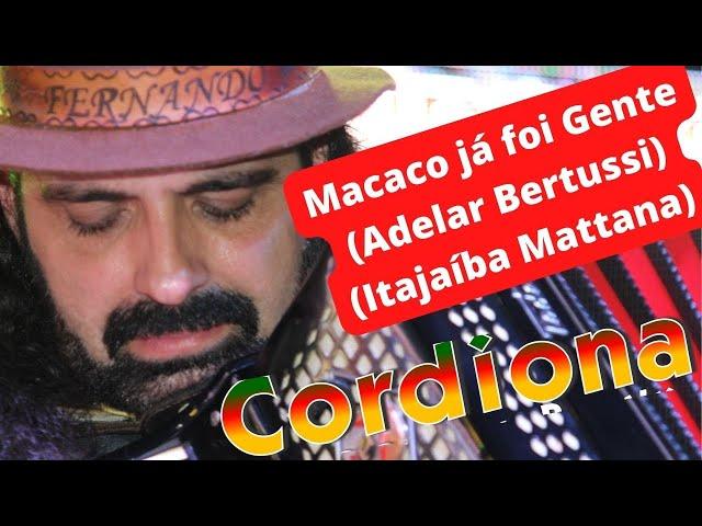 Grupo Cordiona - Macaco já foi Gente (Adelar Bertussi / Itajaíba Mattana) joaoparaiba