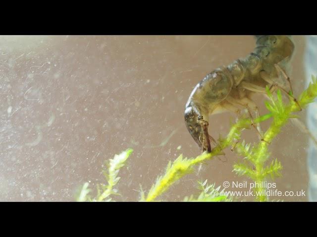 Aggressive diving beetle larva attacks a spoon!