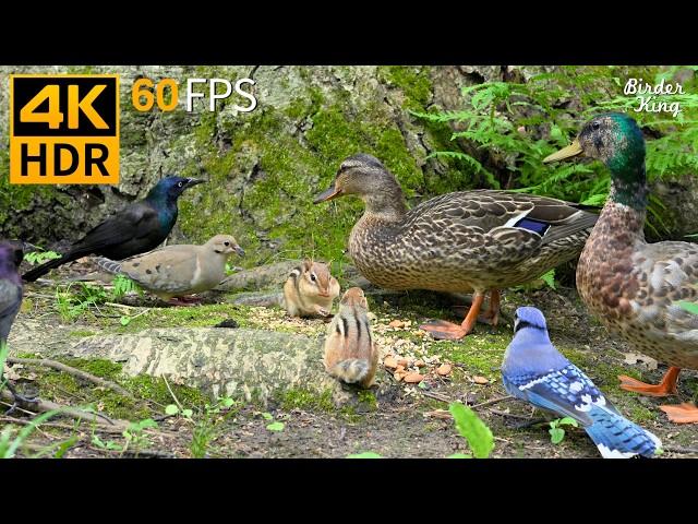 Cat TV for Cats to Watch  Birds Squirrels Chipmunks Ducks  Nature Fun 4K HDR 60FPS