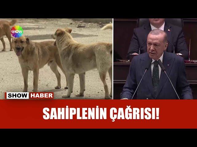 Erdoğan'dan ''Sokak hayvanları'' mesajı