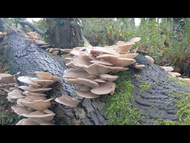 Winter Oyster Mushrooms - How to identify and pick Pleurotus ostreatus