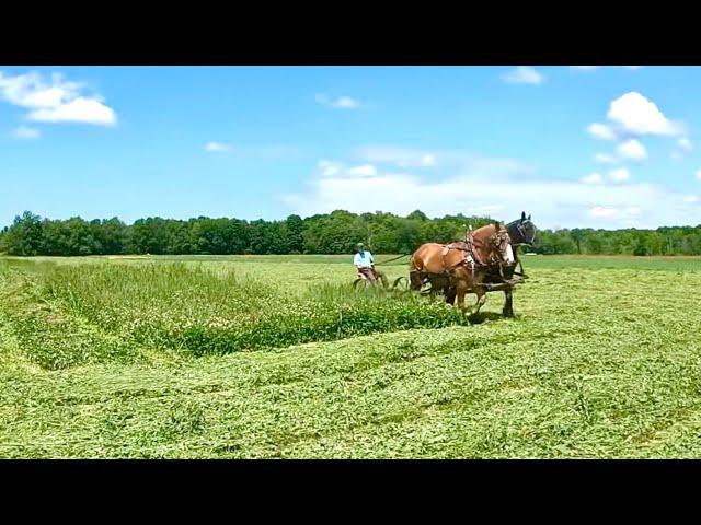 DRAFT HORSES MOWING HAY ... & some of the PROBLEMS we face!! #500