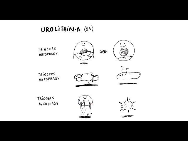 Got Inflammation? Discover Urolithin A