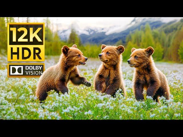 WONDERFUL ANIMALS 12K HDR 120FPS | with Cinematic Music (Colorfully Dynamic)