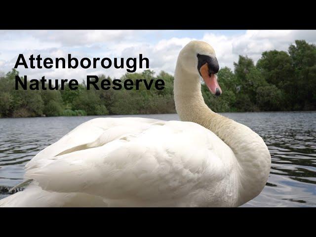 Attenborough Nature Reserve - A Short Documentary