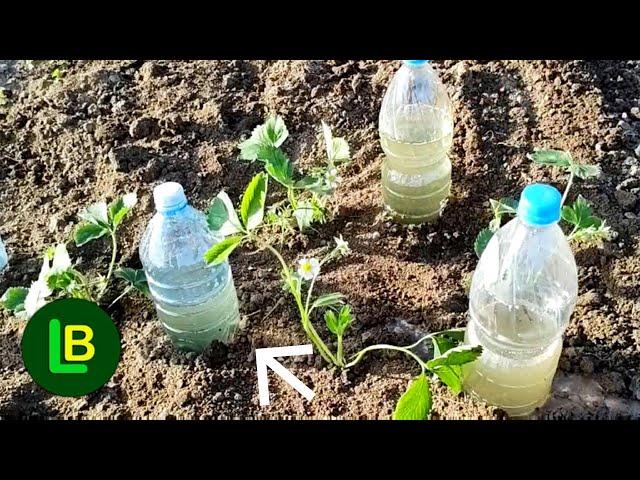 How To Make Drip Irrigation With Plastic Bottles. Plants Love It!