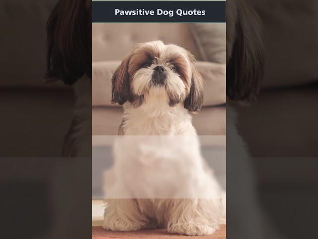 Pawsitive Dog  Quotes | Paw Prints  #shorts