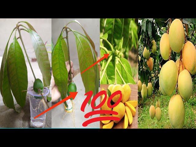 Unique technique : grafting mango tree using coconuts , alovera growing faster and has many fruits