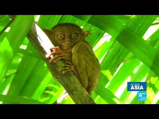 Endangered wildlife: Saving the Tarsier, Philippines' tiny primate