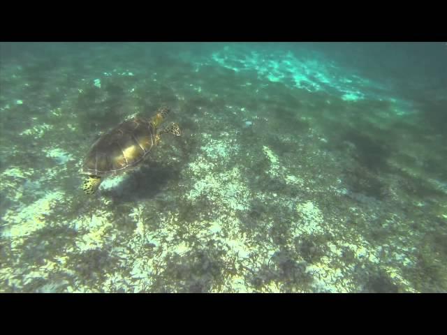 World Ocean's Day Contest 2014 - I Just Want To Swim With Turtles - Finalist