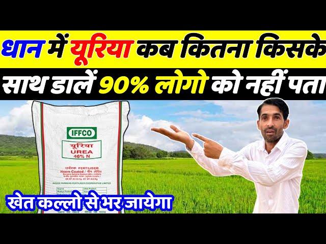 Dhan me kalle kaise badhaye | Dhan me pahla uriya | How to increase tillers in paddy | Dhan ki kheti