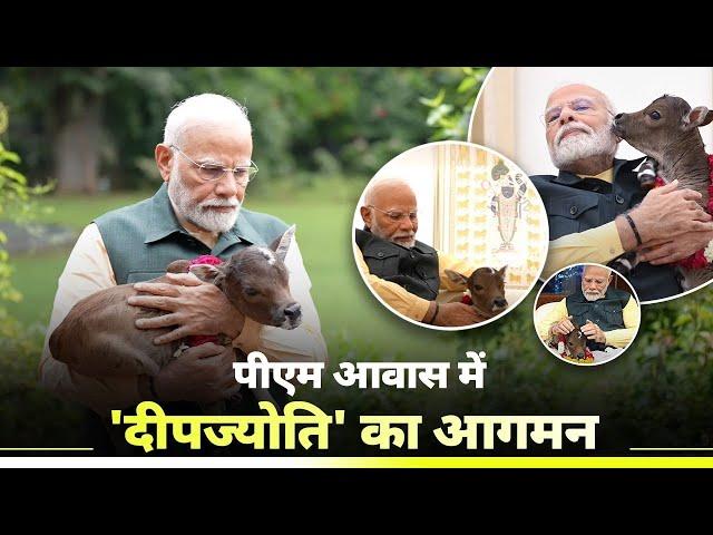 Modiji naming his baby Nadipathy Cow as Deepjyothi  #video #viral #yt #india #youtube #meme