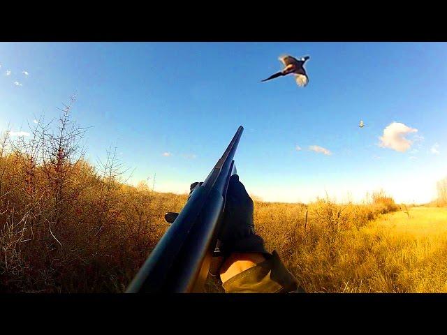 Pheasant Hunting Montana
