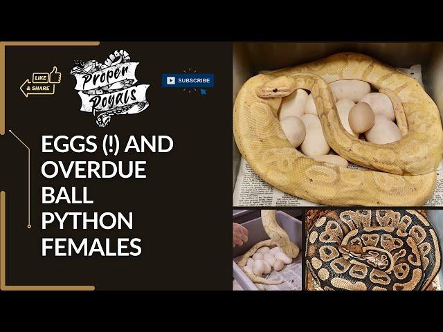 Overdue BALL PYTHON Females and Eggs to Pull!!
